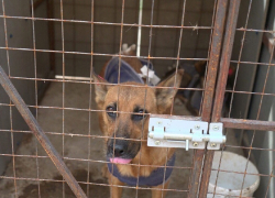 Зооприют в Бондарском районе расширят в два раза