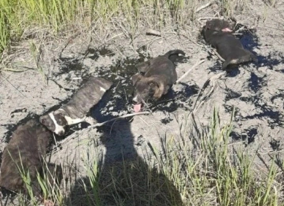 В промзоне Тамбова несколько щенков угодили в яму с битумом