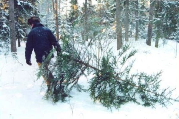 Пеньки от свежесрубленных елок были обнаружены в Тамбовском районе.