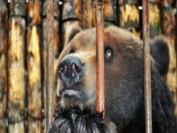 В спор о судьбе тамбовского медведя для притравки включились любители охоты