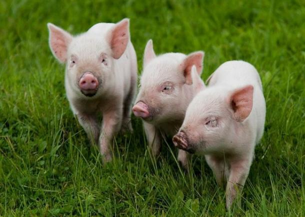 Отходы свиноводства на Тамбовщине теперь перерабатывают с помощью микробных биотехнологий