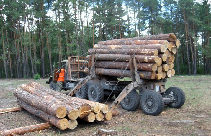 Лучший лесной питомник России находится в Рассказовском районе Тамбовской области