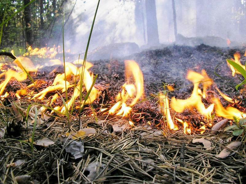 Лесоводы Тамбовщины начали подготовку к пожароопасному сезону
