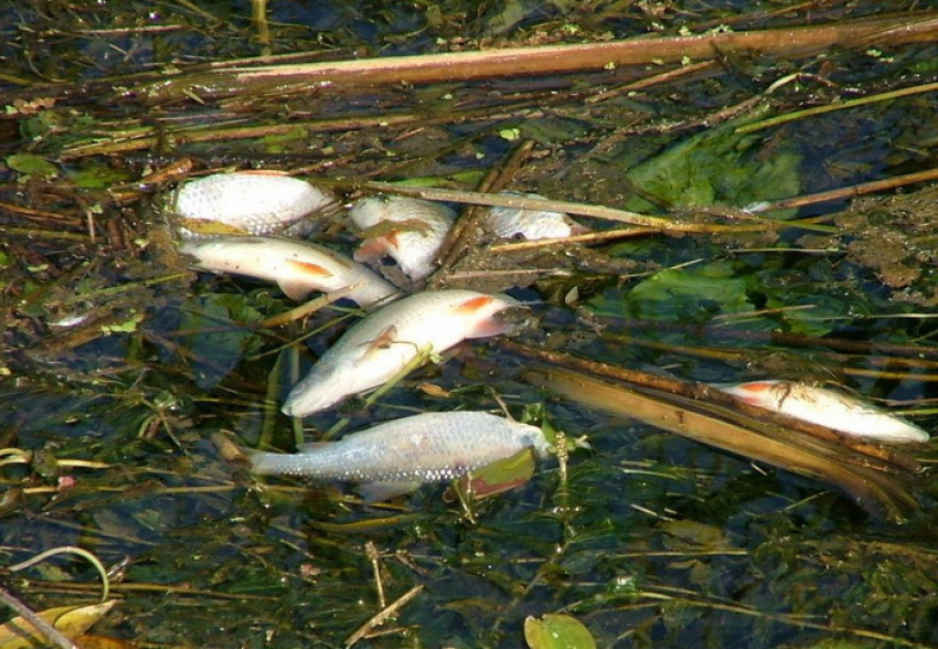 Мертвая рыба и запрет на купание в трех районах: Цна не успевает очиститься 
