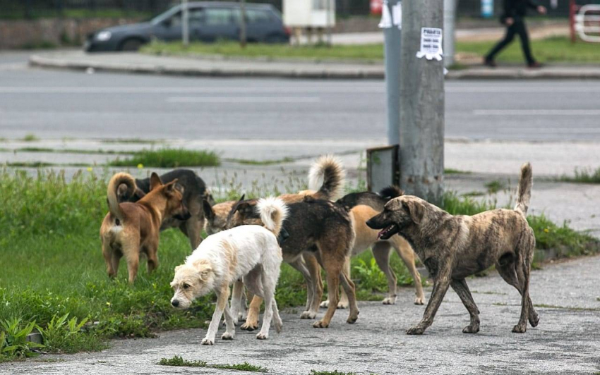 В Тамбове на Набережной рёбенок едва не пострадал от бродячих собак