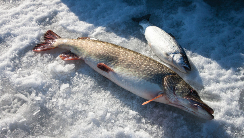 Пойманная сегодня щука с икрой обещает сырое начало апреля 