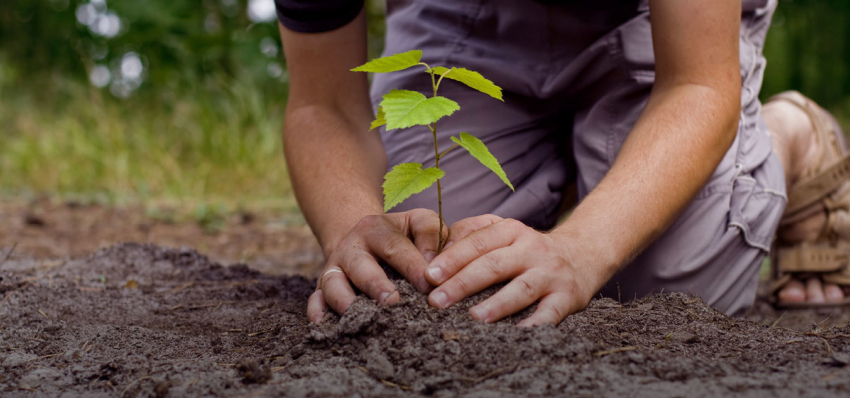 Тамбовский проект «1000 деревьев» будет воплощен в жизнь в форме мастер-классов