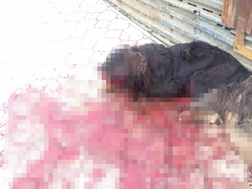 В Тамбовской области неизвестные пытались убить породистую собаку во время отсутствия хозяев
