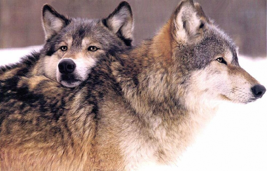Впервые за 20 лет в тамбовском лесу появилась семья волков