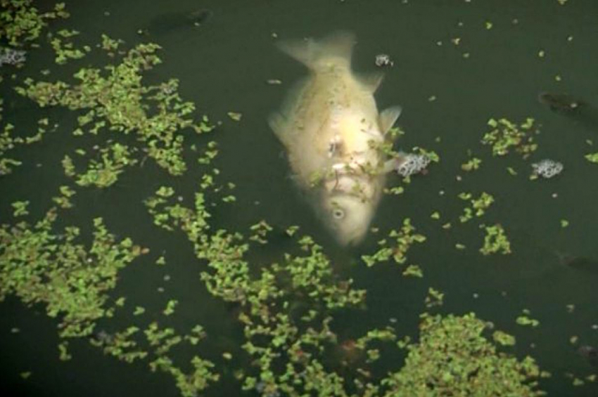 По факту массовой гибели рыбы в Знаменском районе возбуждено уголовное дело