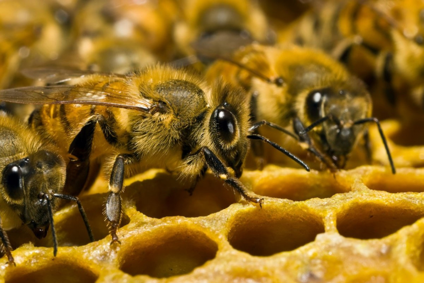 В облдуму внесён новый закон о пчеловодстве
