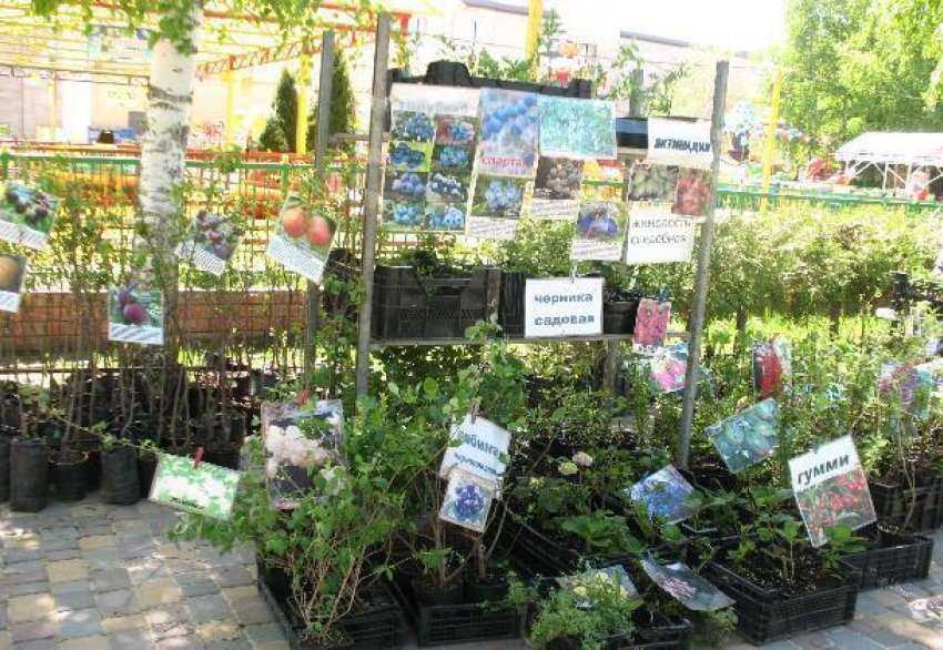 В Тамбов привезли редкие сорта винограда с женскими именами 