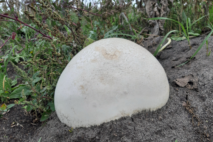 Гигантские грибы повадились расти в Петровском районе