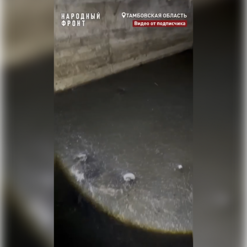 «Народный фронт» нашёл ещё одно фекальное болото в посёлке Первомайский