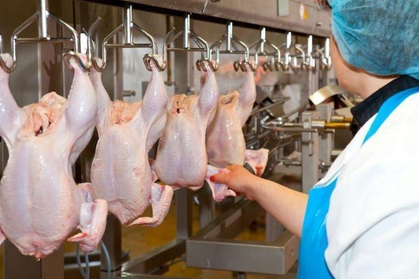 Инжавинская и Токаревская птицефабрики будут поставлять мясо кур в Китай 