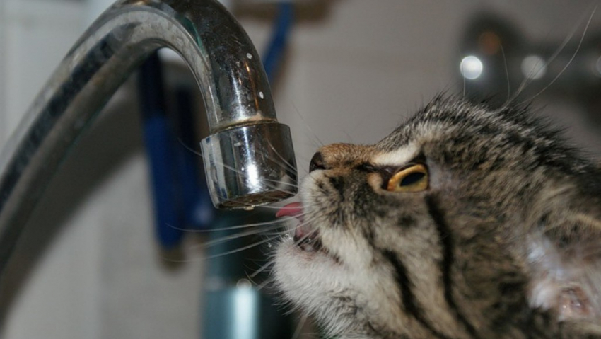 Десять многоквартирных домов в центре Тамбова останутся без холодной воды 