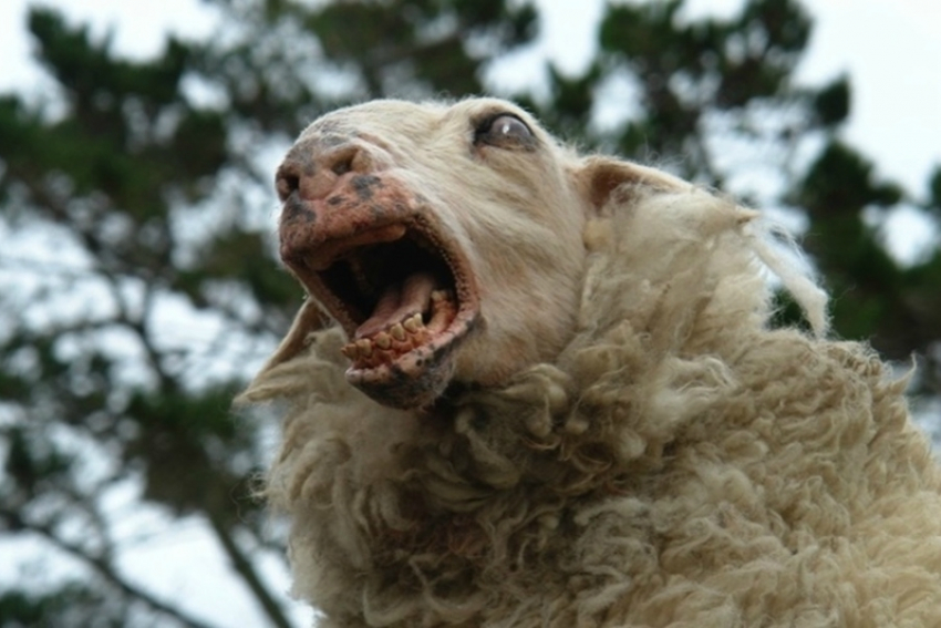 Бешеная овца замечена в Пичаевском районе