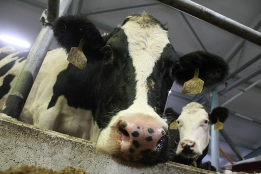 До чего дошел прогресс: коров на ферме в Никифоровском районе доят роботы. Буренкам нравится