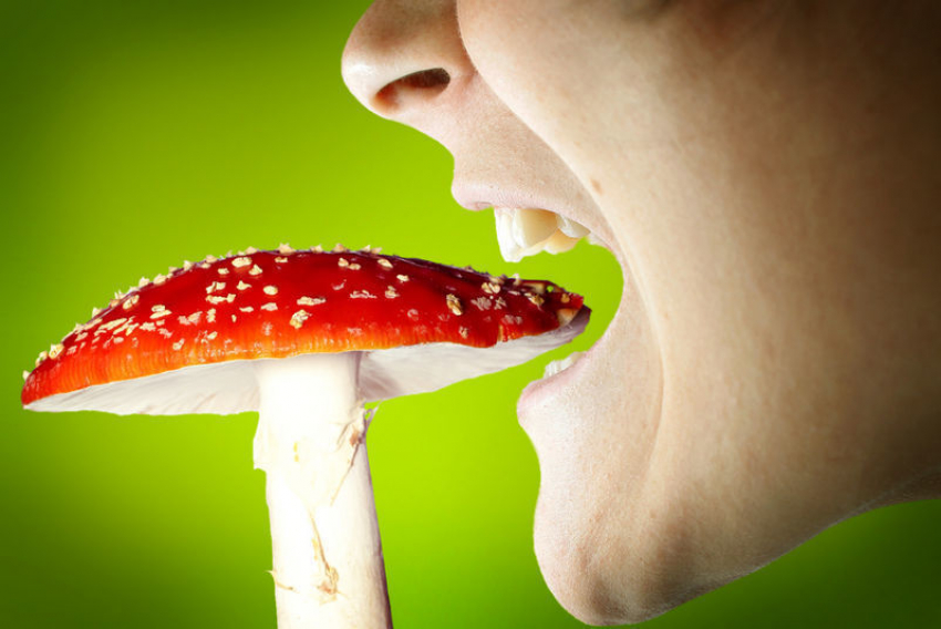 16 тамбовчан уже отравились грибами в этом году 