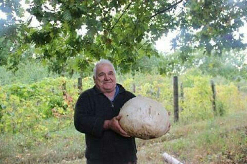 Бондарский фермер нашел гигантский гриб на своей ферме 