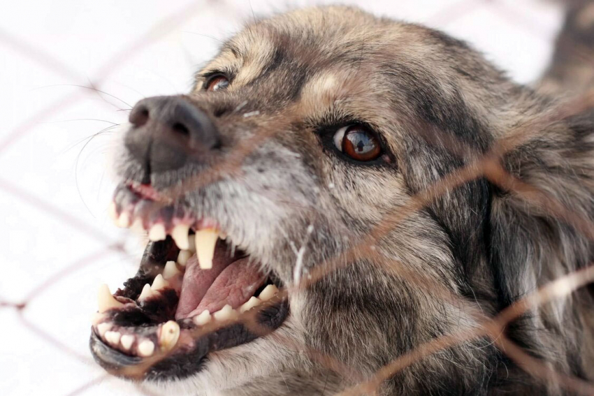 В регионе обнаружено 2 новых случая бешенства собак