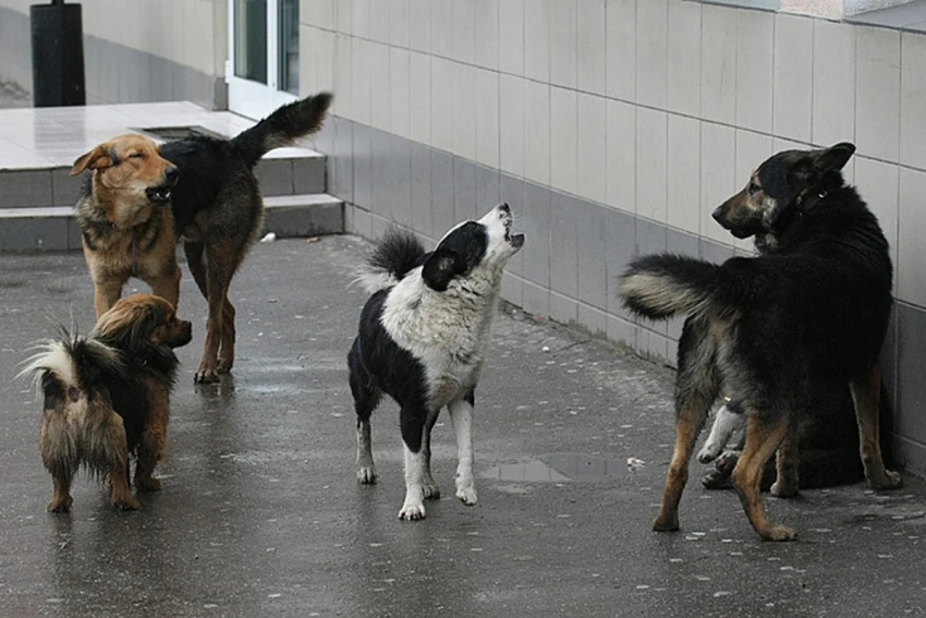 В Тамбове на улице Мичуринской бродит агрессивная стая бродячих собак