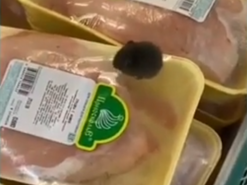В супермаркете Тамбова по прилавку с замороженной продукцией бегает мышь