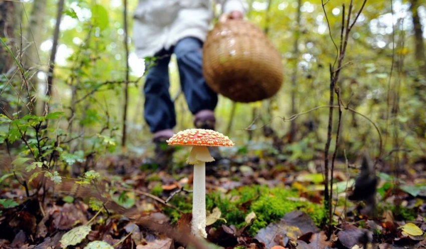 В Тамбовской области 10 человек отравились грибами