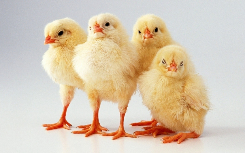 Цыплят по осени считают: из-за угрозы птичьего гриппа в регион запретили ввоз молодняка 