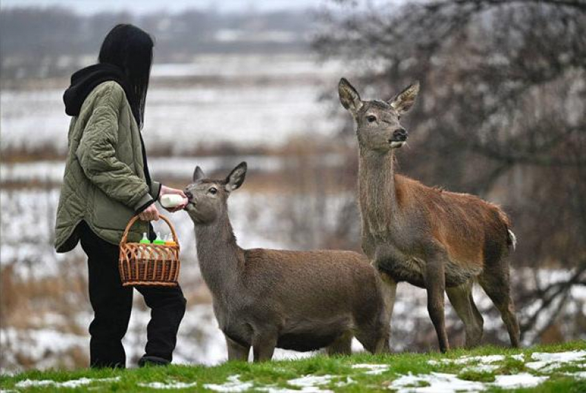 В Тамбовской области выпустят сотню благородных оленей