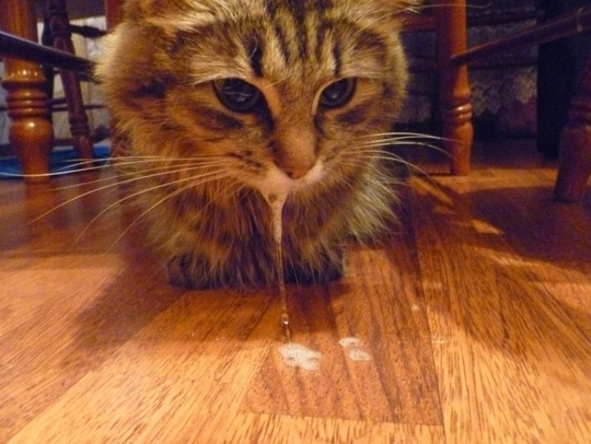 Кот с улицы Магистральной не избежал бешенства