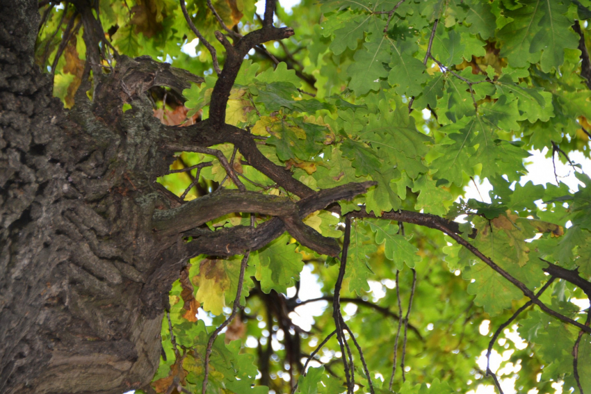 Два тамбовских дуба внесли в реестр старейших деревьев России