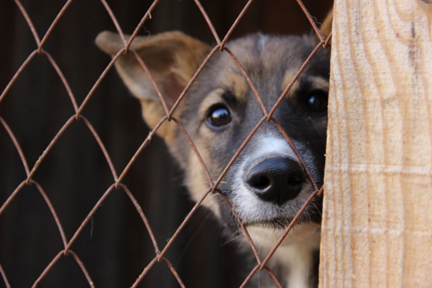 На отлов бродячих собак в Тамбове потратят 9 миллионов рублей