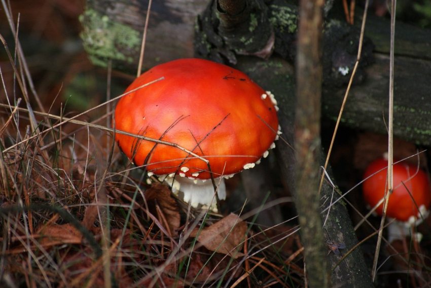 Тамбовскими грибами отравились 54 человека