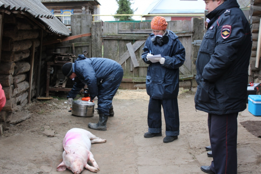 В Никифоровском районе из-за африканской чумы изымают свиней