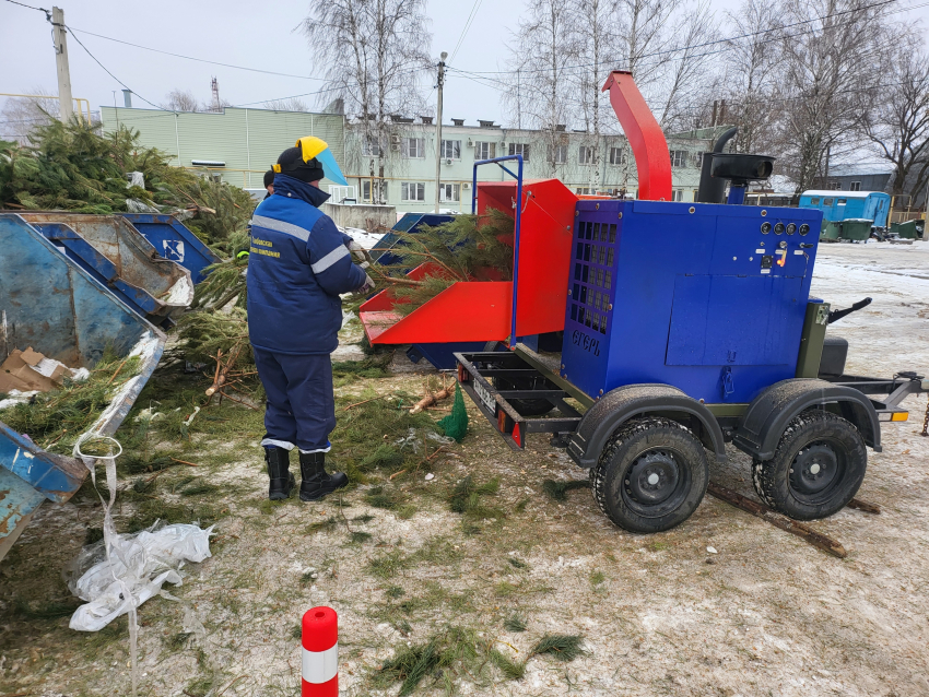 В Тамбове снова собирают новогодние ёлки на переработку