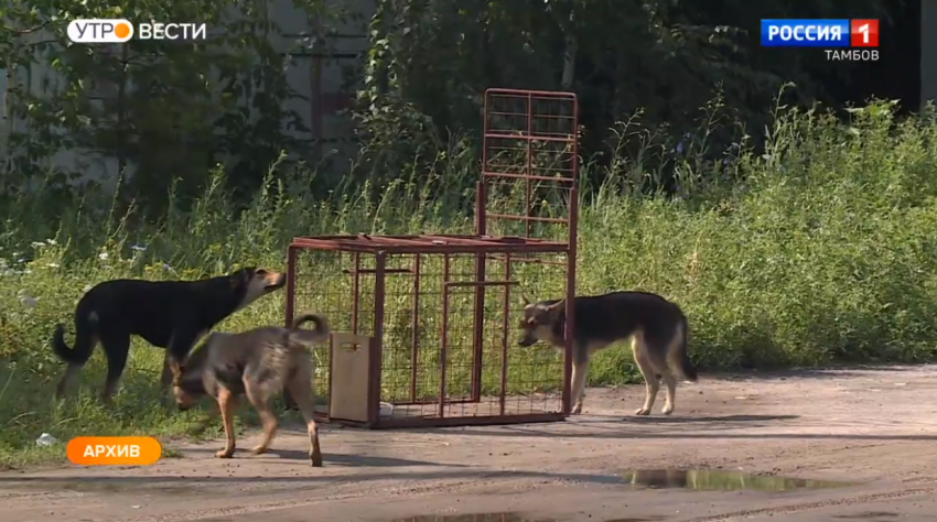 Зоозащитница пожаловалась в управление ветеринарии на зооприют в Бондарском районе