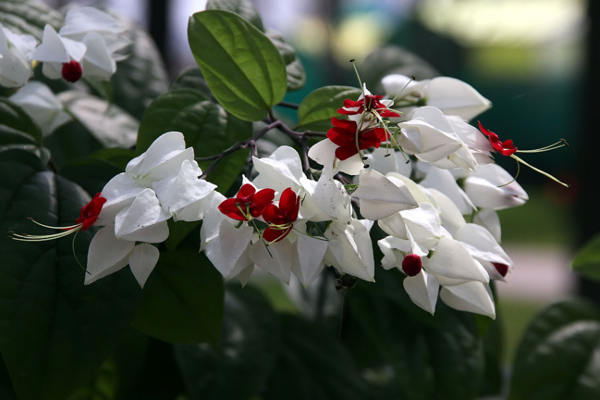 Традиционный фестиваль цветов пройдет в Тамбове три дня