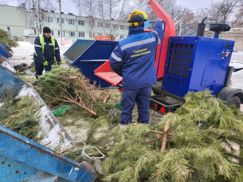 В Тамбове и Мичуринске запускают ежегодную акцию по переработке новогодних ёлок 