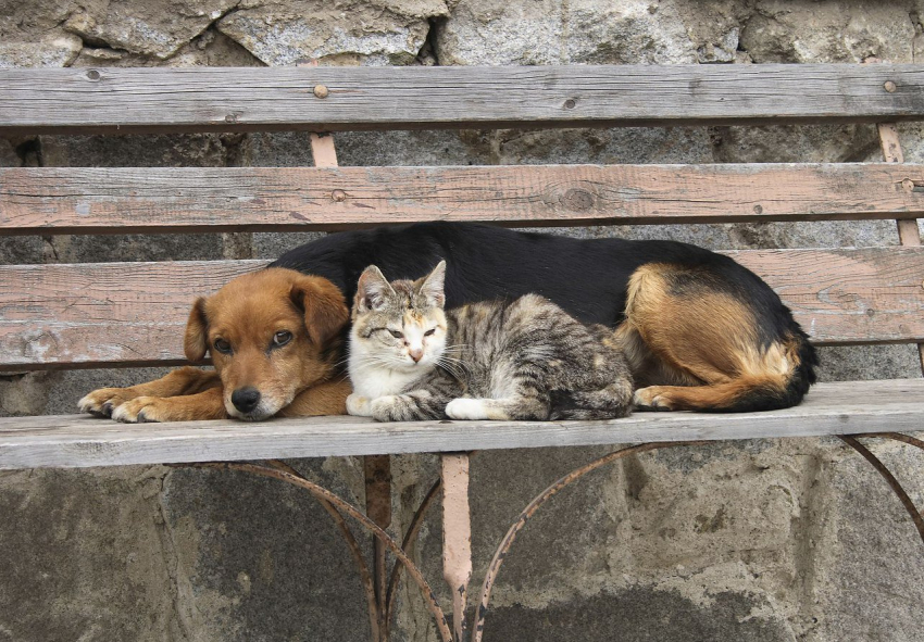 В Тамбове появится школа волонтёров для помощи бездомным животным