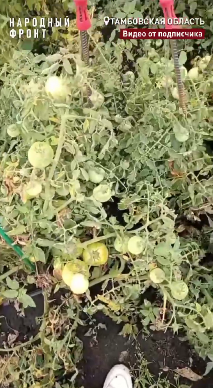 В Рассказовском округе из-за ядохимикатов у жителей погиб урожай