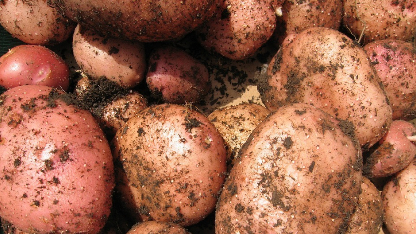 В этом году картофеля в Тамбове меньше чем обычно