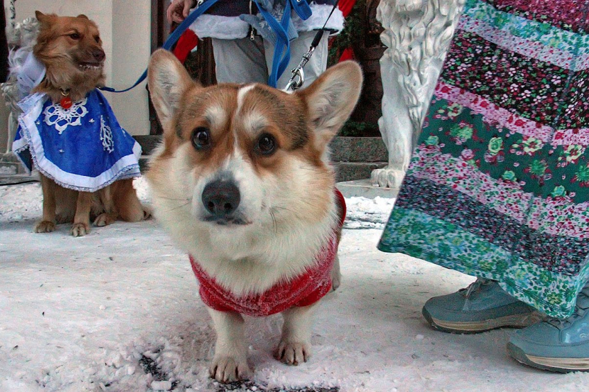 В Тамбове в собачий холод прошёл собачий «Пушистый карнавал»