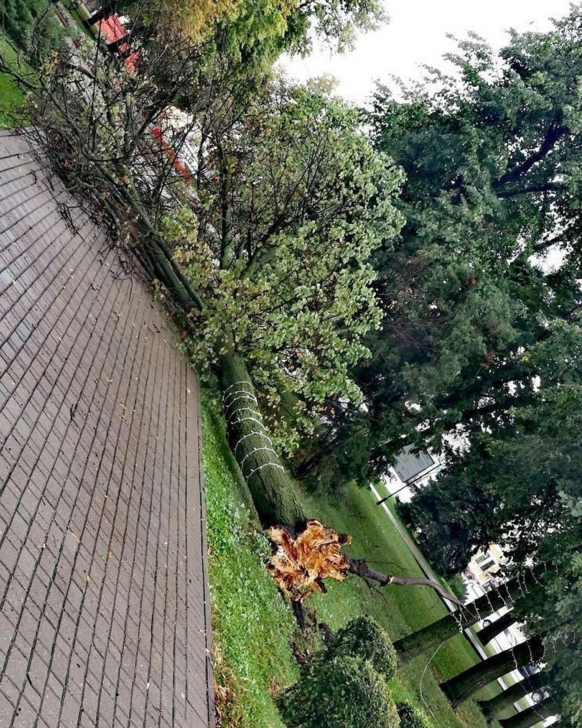 После непогоды в Тамбове обвалило деревья: репортаж из соцсетей