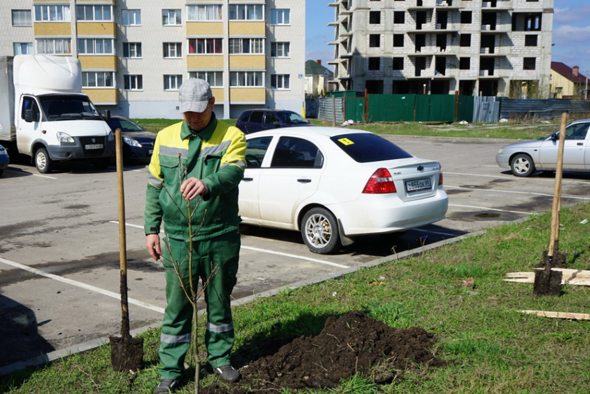 В новых микрорайонах на севере Тамбова высадили пятилетние деревья