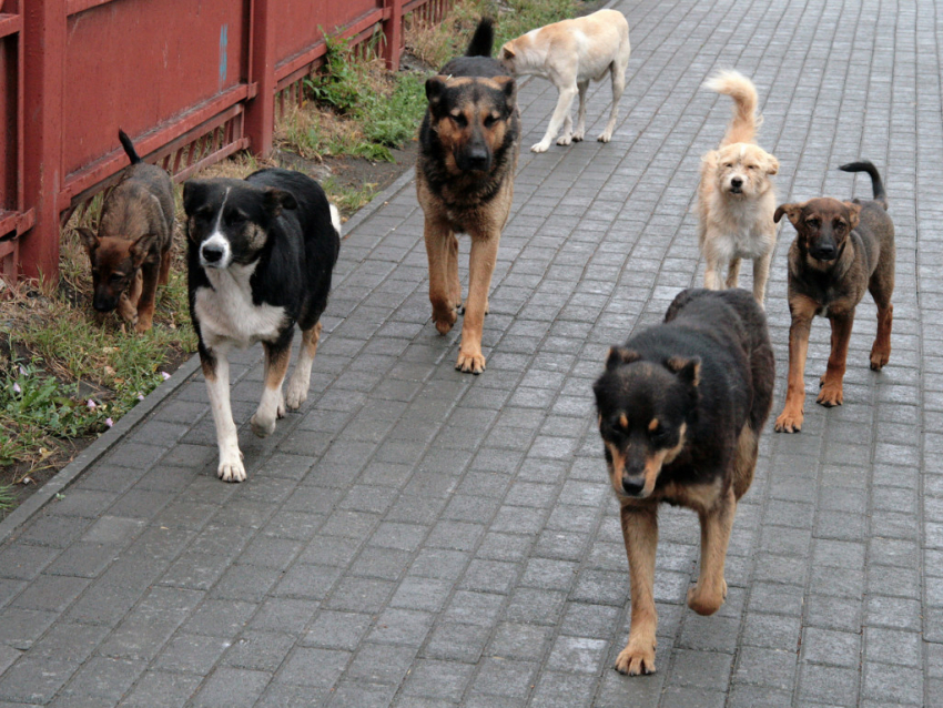 Тамбовчане обеспокоены стаями бродячих собак на улицах города