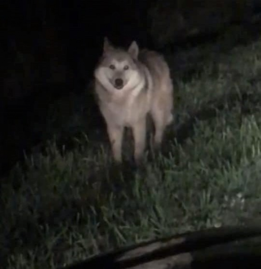 Тамбовские волки объявились в Ржаксинском округе