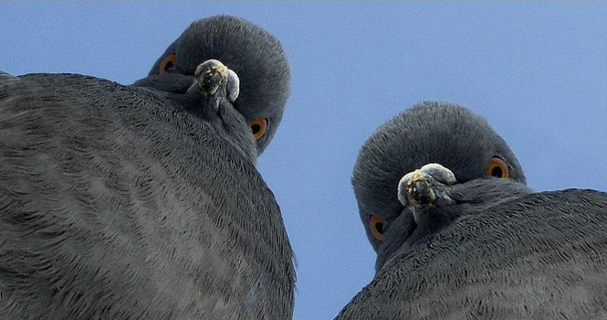 Жители Мичуринска попросили губернатора решить проблему с голубями