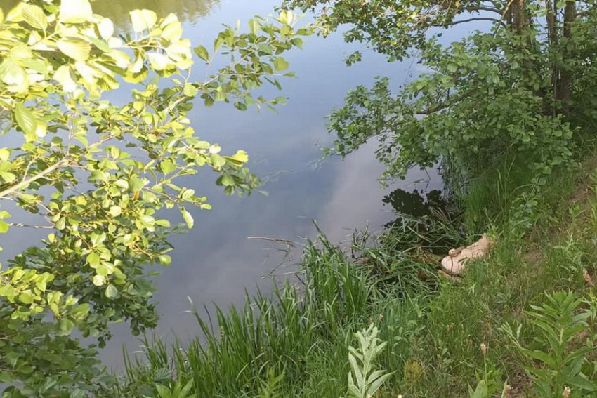 В реке Лесной Воронеж утонул 64-летний липчанин