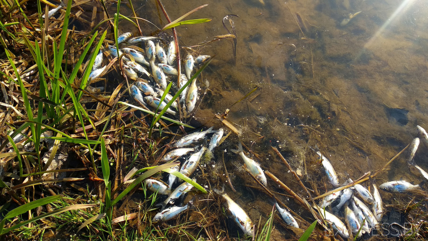 В Тамбовской области снова погибла рыба